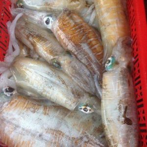 Mực size to, dày cơm, mềm ngon, không bị nước