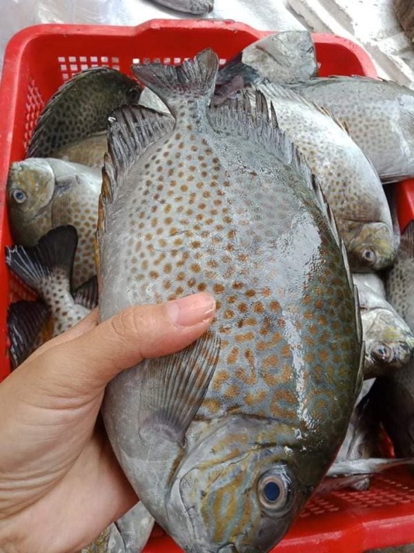 Cá Dìa Bông - Ảnh 3