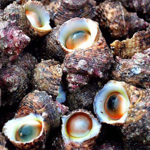 Ốc Mặt Trăng ( xà cừ)