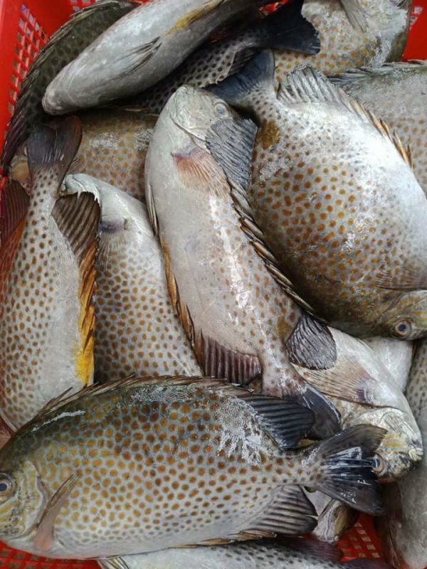 Cá Dìa Bông - Ảnh 4