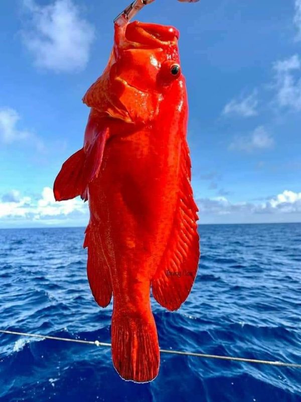 Cá Mú Đỏ Bịp - Ảnh 2