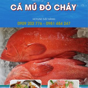 Cá Mú Đỏ Bịp