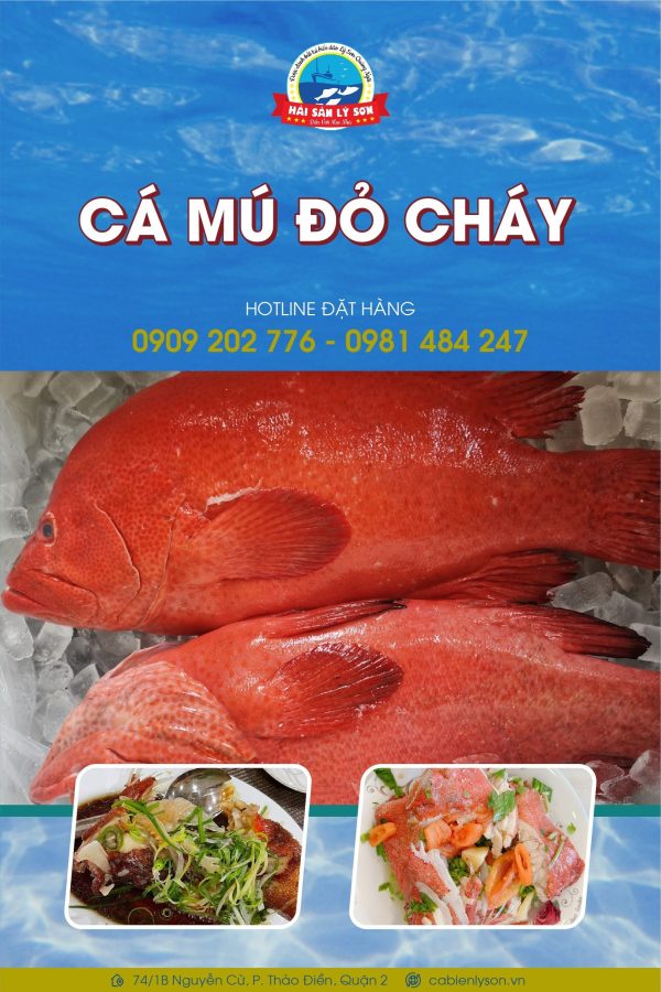Cá Mú Đỏ Bịp