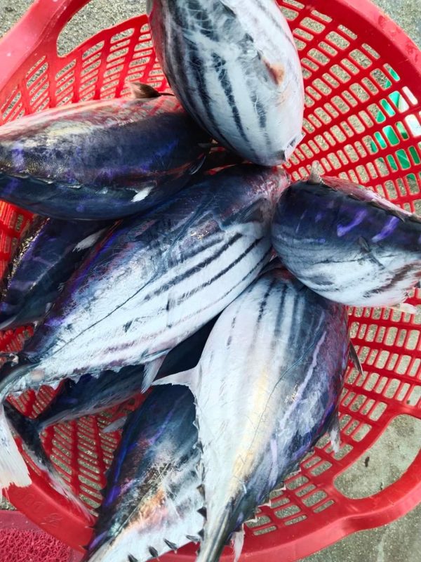 cá tươi ngon, được đánh bắt bằng lưới vây, hoặc thả câu